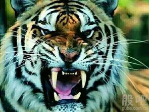 东方四虎国产小视频